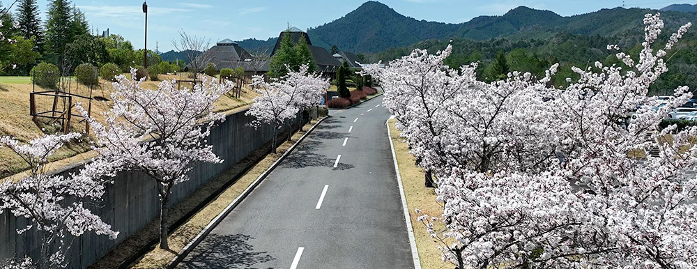 桜